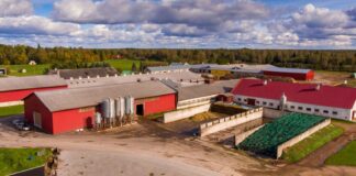 Praktik: Digilahenduste edus mängivad suurt rolli oskused ja tugivõrgustik