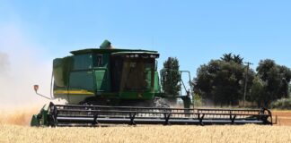 Teravilja kogusaagiks kujuneb tänavu prognoositavalt 1,5 miljonit tonni