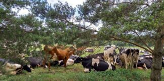 Kas mahetoidusektor kaob hinnatõusude pöörises?