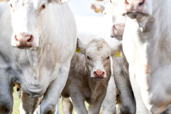 Mammade-vahel-peidus_foto-Triin-Laanemagi