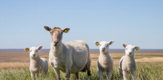 Keerulised ajad räsivad lambakasvatust