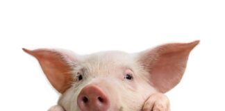 23.11.2022 EPKK infopäev “Põllumajandusloomade aretus – seakasvatus”