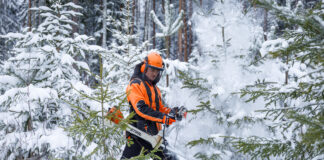 Audit kinnitab – RMK majandab metsi säästlikult
