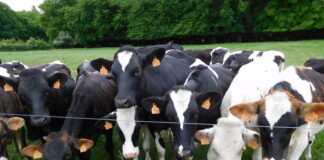 Kui arst ravib inimesi, siis loomaarst loomi ja seeläbi kogu maailma