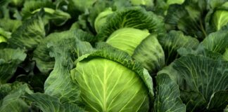 PRIA kinnitas erakorralise toetuse riigiabi ühikumäärad