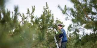 RMK kavatseb tänavu varuda 100 000 liitrit männikäbisid
