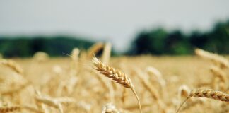 Linas Agro OÜ paneb viljaga kauplemise Eestis pausile