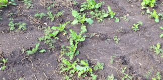 04.04.2023 EPKK infopäev „Vahekultuurid mullaviljakuse parandamisel“