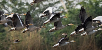 Üleskutse põllumeestele: Anna linnukahjudest kindlasti teada!