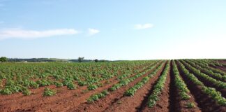 Mullaseireseadus korrastab ELi põldude seisukorda