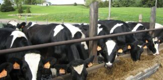 08.06.2023 EPKK infopäev „Uuemad arengud piimakarja söötmises“