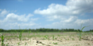 Põllumajandussektor otsib abi hädaolukorrast