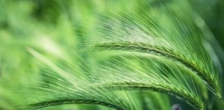 Teraviljafoorum: Kui kasumlik on täna teraviljakasvatus?