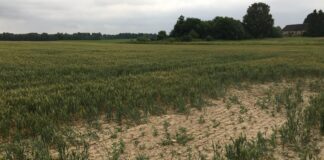 Ära kurna stressis taimi