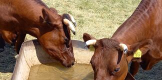 Punaste Piimatõugude austajaid kogunesid konverentsile