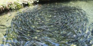 Kalakasvataja kutseeksam septembris 2023