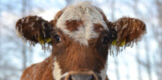 12.10.2023 Eesti Lihaveisekasvatuse Aastakonverents 2023: pole talumeest – pole toitu – pole tulevikku