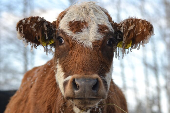 Jäävihm, autor Lukas Kirt Pilt Eesti Lihaveisekasvatajate seltsi fotokonkursilt 2023