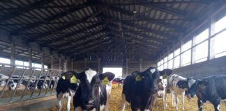 Statistikaamet: põllumeeste osalemise aktiivsusest sõltub palju