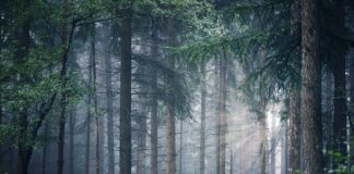 11.10.2023 EPKK konverents “Metsandusfoorum 2023”