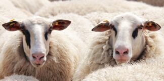 12.10.2023 EPKK Lamba- ja kitsekasvatajate aastakonverents 2023 „Elu kiskjate maailmas“