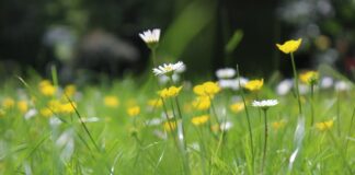 Anna teada enda väärtuslikust püsirohumaast