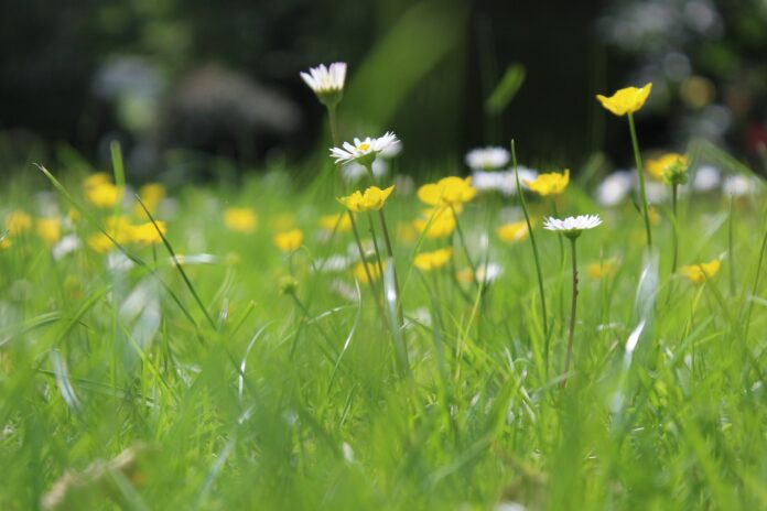 Heinamaa_visualhunt_pavlinajane