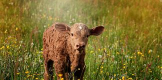 7.11.2024 konverents “Veiste aretuskonverents”