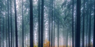 8.12.2023 Infopäev “Investeeringud metsa kliimamuutustega kohanemiseks”