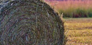 13.12.23 Infopäev “Kokkuvõte 2023. aasta söödavarumise hooajast. Uued teadmised ja kogemused tulevikuks.”