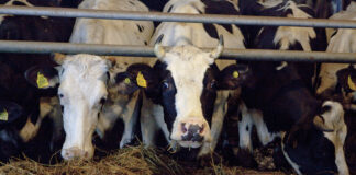 Balti riigid rõhutavad suu- ja sõrataudi ennetuseks 48 tunni reeglit farmikülastustele