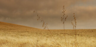 Debatt glüfosaadi üle jätkub kümne aasta pärast