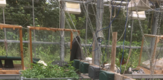 Iiri ühistu pingutused loomasööda osas väärivad tunnustust