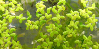 Väike-lemmelist saab söödale kvaliteetset valgukontsentraati