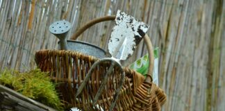 06.03.2024 konverents Aiandusfoorum 2024 Pildi allikas: Pixabay