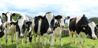 10.04.2024 infopäev “Tehnoloogilised rakendused parandamaks piimafarmi tootlikust ja vähendamaks kadusid” Pildi allikas: Pixabay