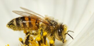 Põllumeeste ja mesinike hea koostöö kannab vilja