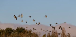 Tallinna Halduskohus taastas haneliste heidutusjahi