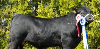 Eesti tõuveiste aretus läheb Bakuu messile koostöövõimalusi laiendama