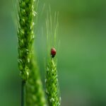 30.05.2025 infopäev veebis: elurikkus – saagikuse suurendamise võimalused Pildi allikas: Pixabay