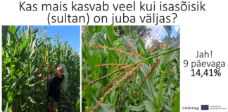 Mini-katse „Kas mais kasvatab pikkust peale isasõisiku ilmumist?“