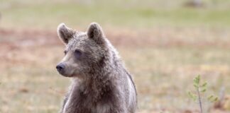 Karude kahjustuste teavitamise üleskutse Foto: Pixabay