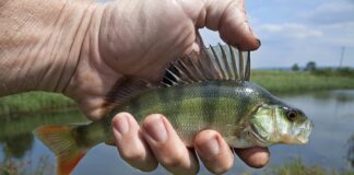 Kalakasvataja kutseeksam septembris 2024