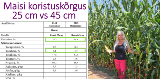 Mini-katse: „Maisi koristuskõrguse mõju silo kvaliteedile“