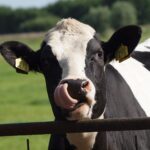 12.09.2025 infopäev jätkusuutliku silotootmise infopäev koos Rõhu katsejaama külastusega