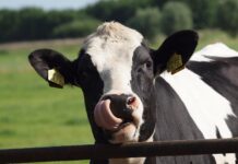 12.09.2025 infopäev jätkusuutliku silotootmise infopäev koos Rõhu katsejaama külastusega