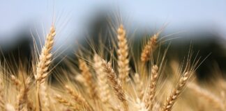 19.11.2024 Teraviljafoorum 2024 Allikas: Pixabay