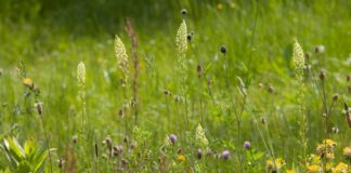 Põllumajandusettevõtteid oodatakse osalema elurikkuse suurendamise pilootprogrammi