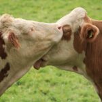 08.10.2025 (EPA) konverents “Keskkonnahoidlik silotootmine- kas helesinine unistus või tegelikkus?