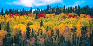 14.11.2024 infopäev “Investeeringud metsa kliimamuutustega kohanemiseks tegevus taimlamajanduse arendamine” Pildi allikas: Pixabay